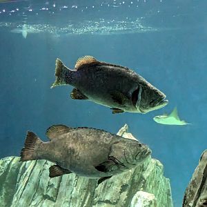 Ocean Voyager - Grouper Tank