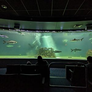 Ocean Voyager - Seaturtle tank (also tarpon and blacktip reef shark)