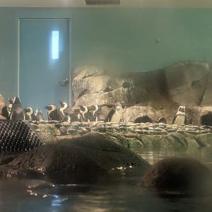 Penguin Point - African rock penguins