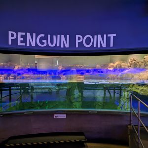 Penguin Point - African rock penguins