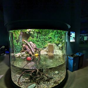 Asian Water Monitor exhibit