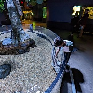 Russian sturgeon touch tank