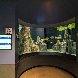 San Francisco Piranha