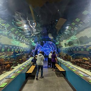 Great Barrier Reef tank/tunnel