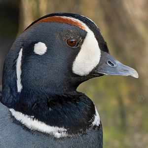 Harlequin duck (Histrionicus histrionicus)
