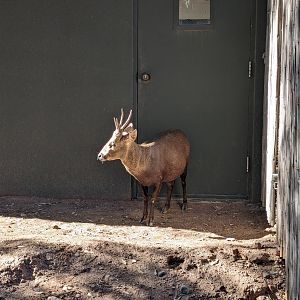 Children's Trail - Calamian Deer