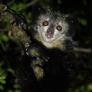 Aye-aye (Daubentonia madagascariensis)