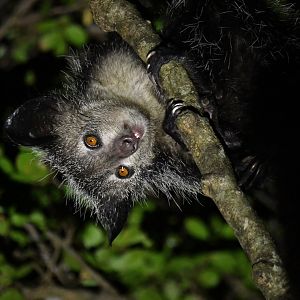 Aye-aye (Daubentonia madagascariensis)