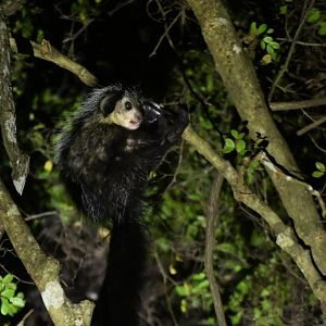 Aye-aye (Daubentonia madagascariensis)