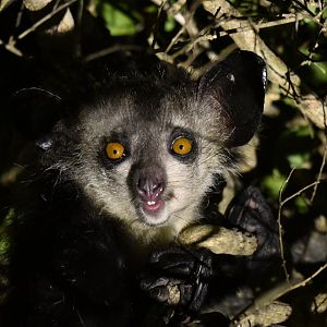 Aye-aye (Daubentonia madagascariensis)