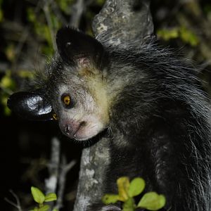 Aye-aye (Daubentonia madagascariensis)