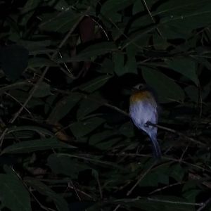 Indochinese blue flycatcher (Cyornis sumatrensis indochina)