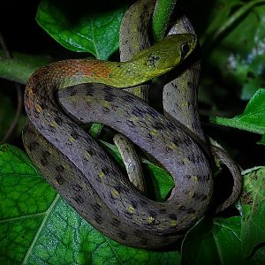 Red-necked keelback (Rhabdophis subminiatus)