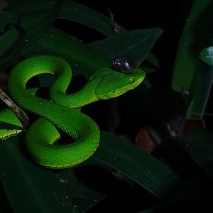 White-lipped pit viper (Trimeresurus albolabris)