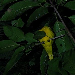 Black-hooded oriole (Oriolus xanthornus xanthornus)