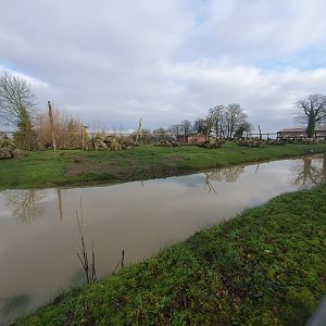 Hamadryas Baboon enclosure 3/1/24
