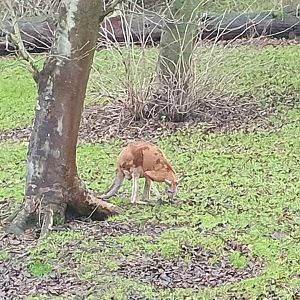 Red Kangaroo 3/1/24