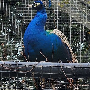 Montgomery Zoo - Indian Peafowl