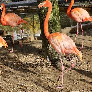 Montgomery Zoo - American Flamingo