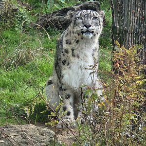 Montgomery Zoo - Snow Leopard