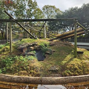 Montgomery Zoo - Ringtail Lemur exhibit