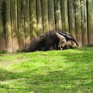 Montgomery Zoo - Giant Anteater