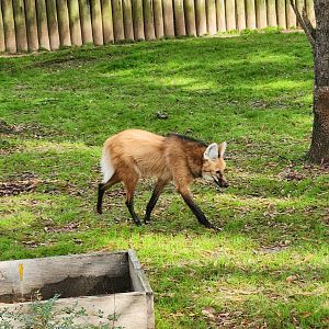 Montgomery Zoo - Maned Wolf