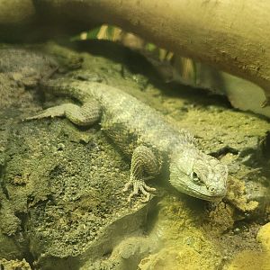 Montgomery Zoo - Sceloporus magister