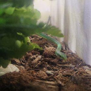 Montgomery Zoo - Opheodrys aestivus