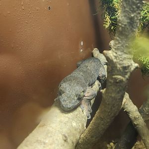 Montgomery Zoo - Gehyra marginata