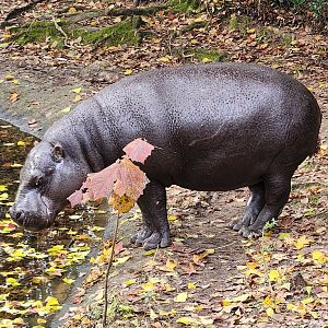Montgomery Zoo - Pygmy Hippopotamus