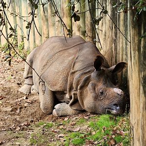 Montgomery Zoo - Indian Rhinoceros