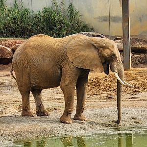 Montgomery Zoo - African Elephant