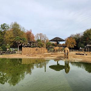 Montgomery Zoo - Elephant viewing