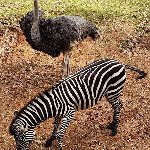 Montgomery Zoo - Ostrich and zebra