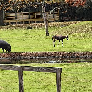 Montgomery Zoo - Best of friends