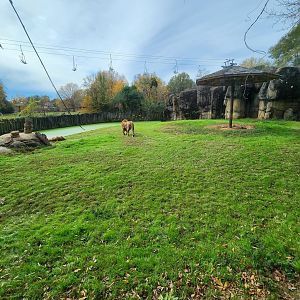 Montgomery Zoo - Lion enclosure