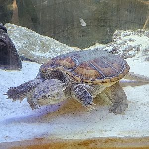Montgomery Zoo - Common Snapping Turtle
