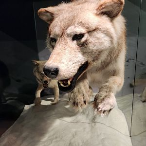 Montgomery Zoo - Mann Museum (wolf taxidermy)