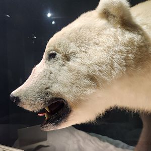 Montgomery Zoo - Mann Museum (Polar Bear taxidermy)