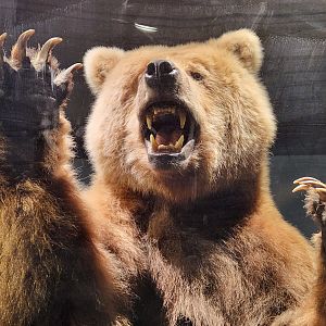 Montgomery Zoo - Mann Museum (Kodiak Bear taxidermy)
