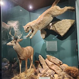 Montgomery Zoo - Mann Museum (cougar hunting display)