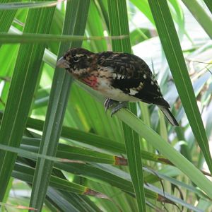 Female Rose breasted grosbeak in the Aviario