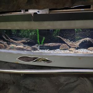 Common Bully Tank - Tongariro National Trout Centre