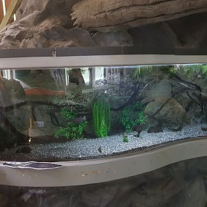 Banded Kōkopu- Tongariro National Trout Centre