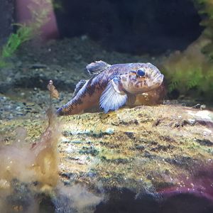 Upland Bully-Tongariro National Trout Centre