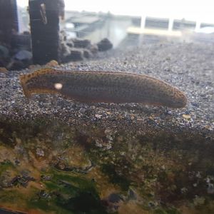 Black Mudfish-Tongariro National Trout Centre