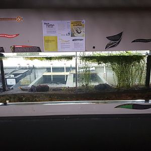 Mudfish and planted tanks-Tongariro National Trout Centre