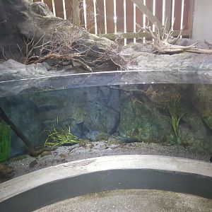 Inanga-Tongariro National Trout Centre