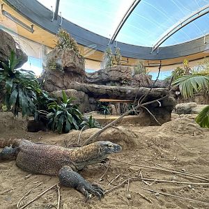 Komodo Dragon Exhibit #1